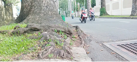 Không gian cây xanh bị chèn ép do chỉnh trang đô thị